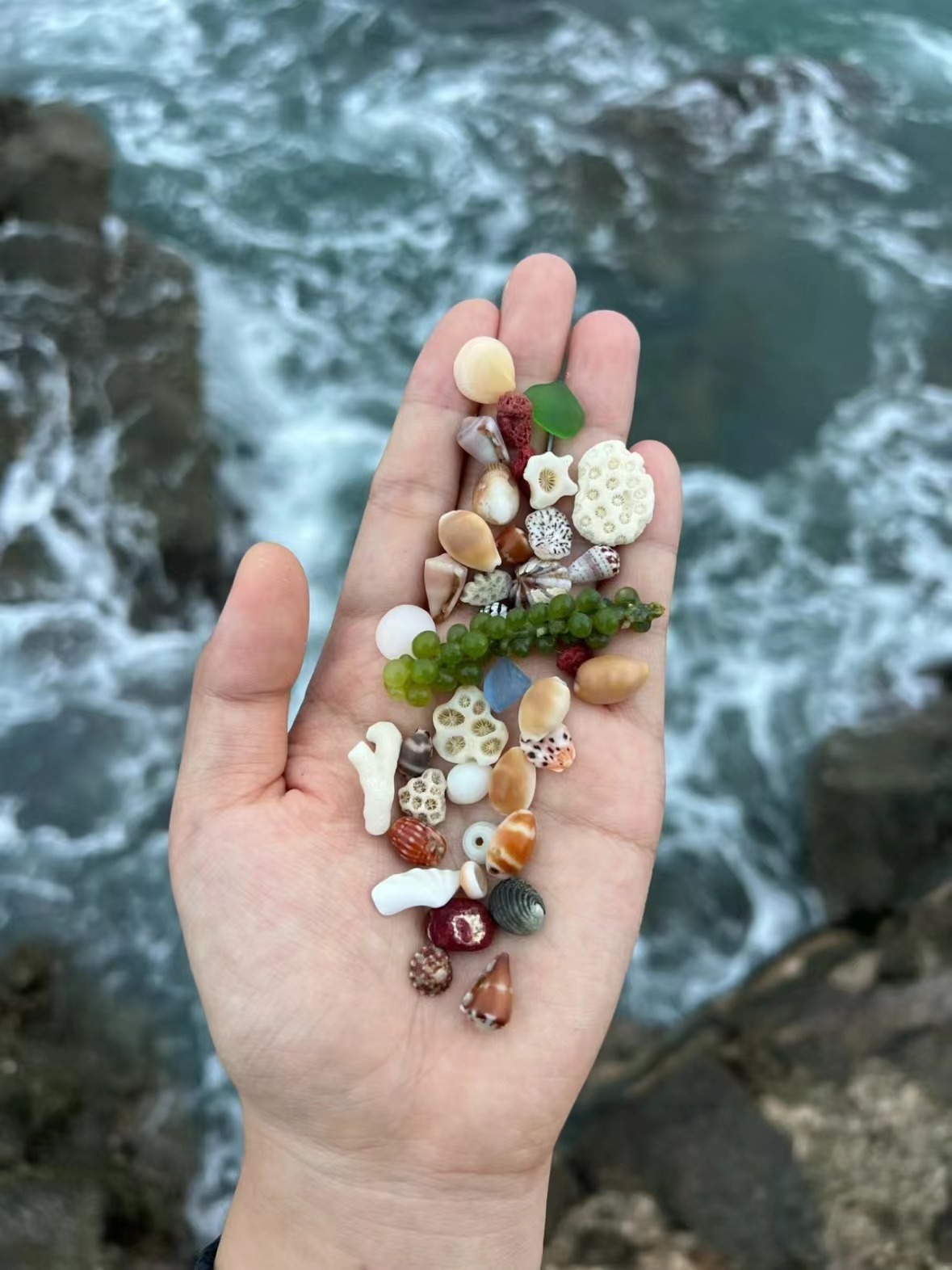 【海的味道它知道！贝壳为啥有这么多花样？】在海边捡拾到色彩鲜艳的贝壳是一件令人愉