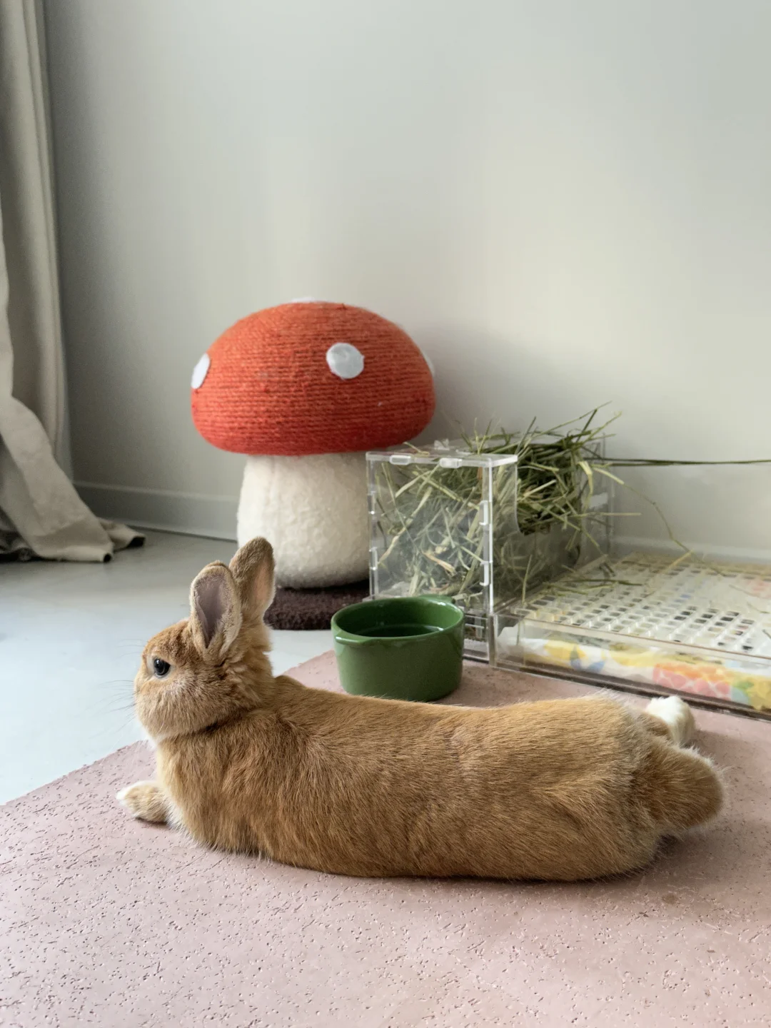 松弛感的小橙子