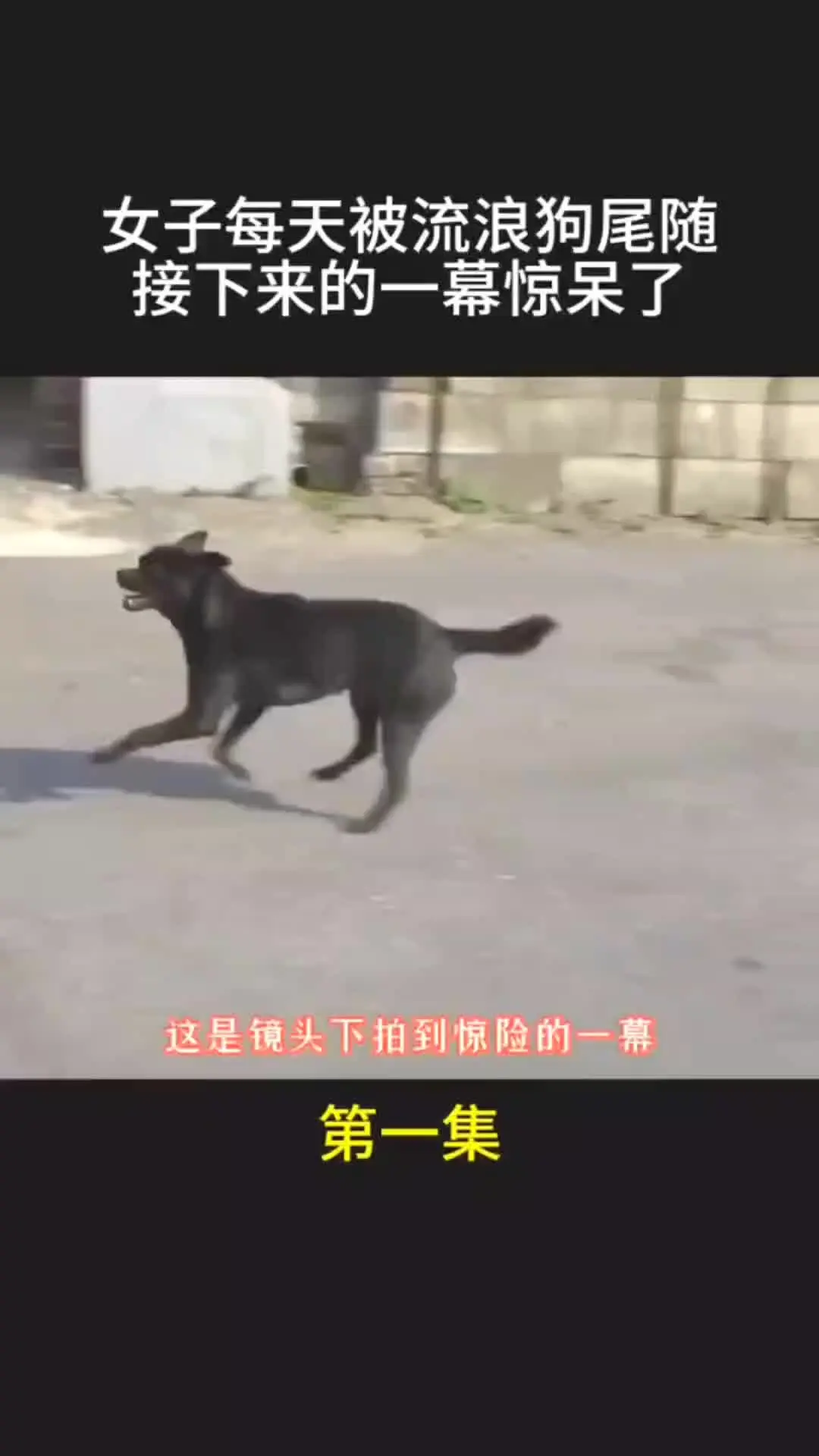 我的观影报告 动物的迷惑行为