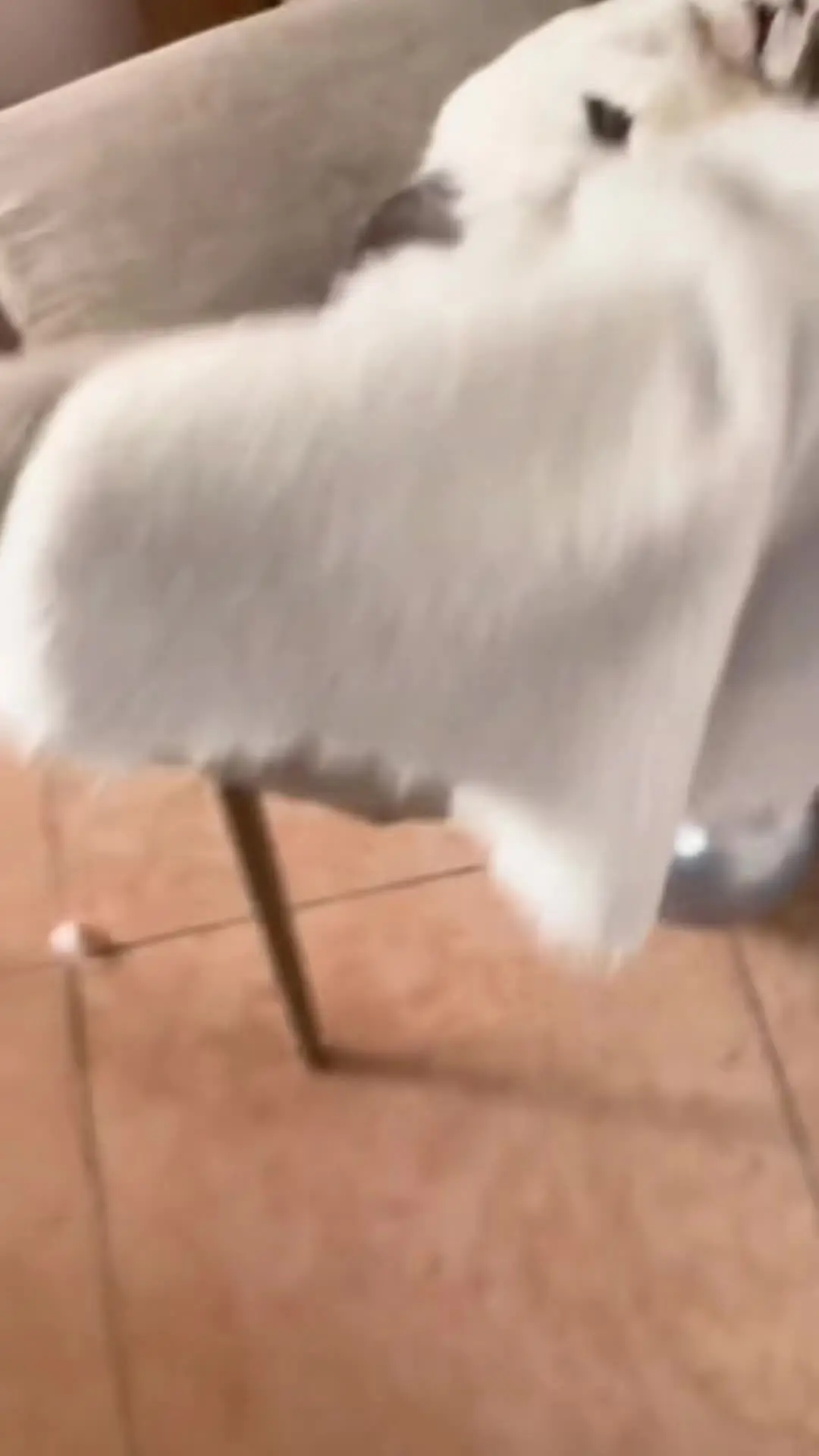 救命！我家猫睡着后这呼噜声，和我男朋友简直一毛一样！到底是谁在我家同时...