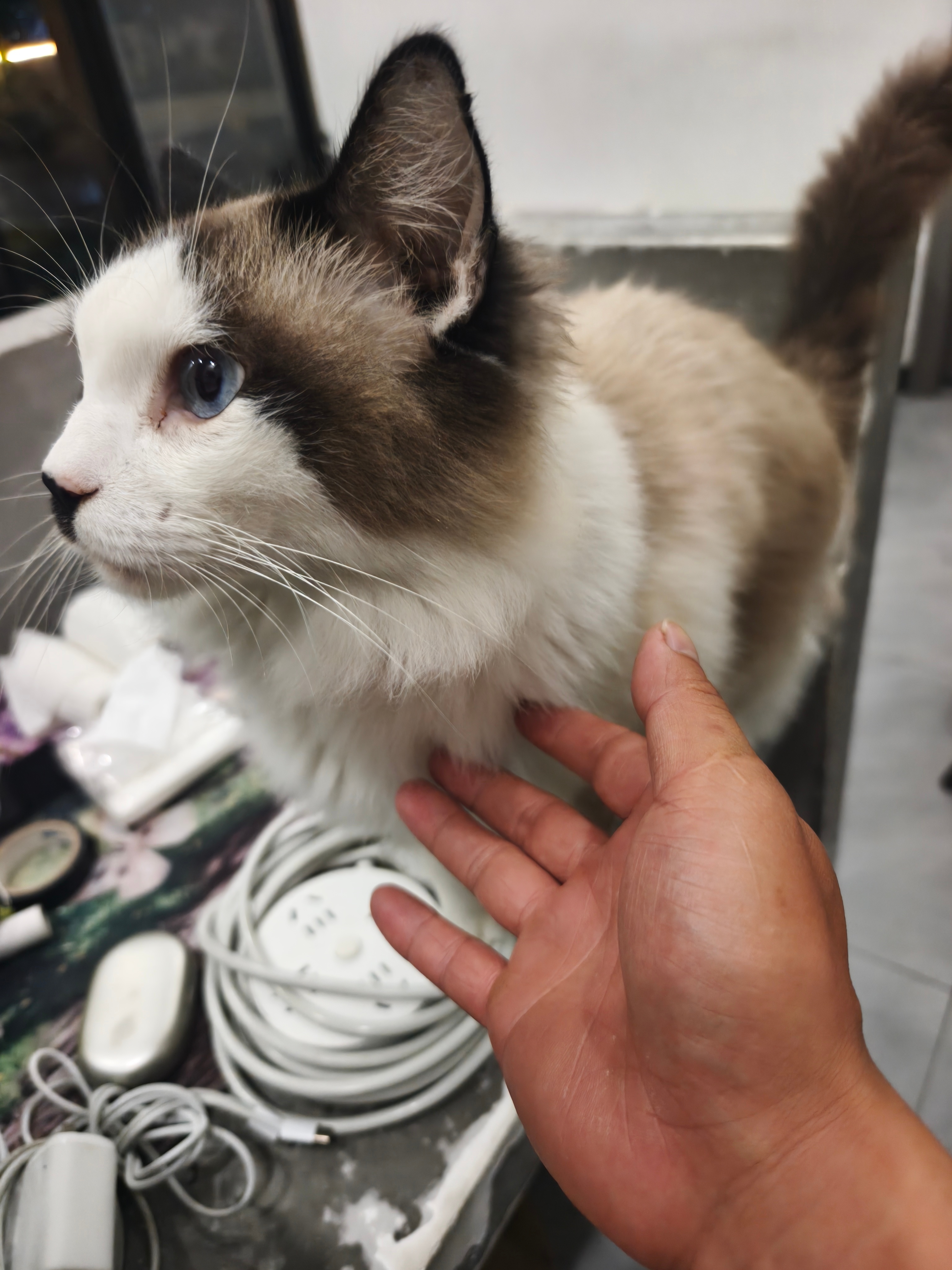 目前在售机型涨价，也算是见证历史了，今年手机行业的变化应该会很大。 