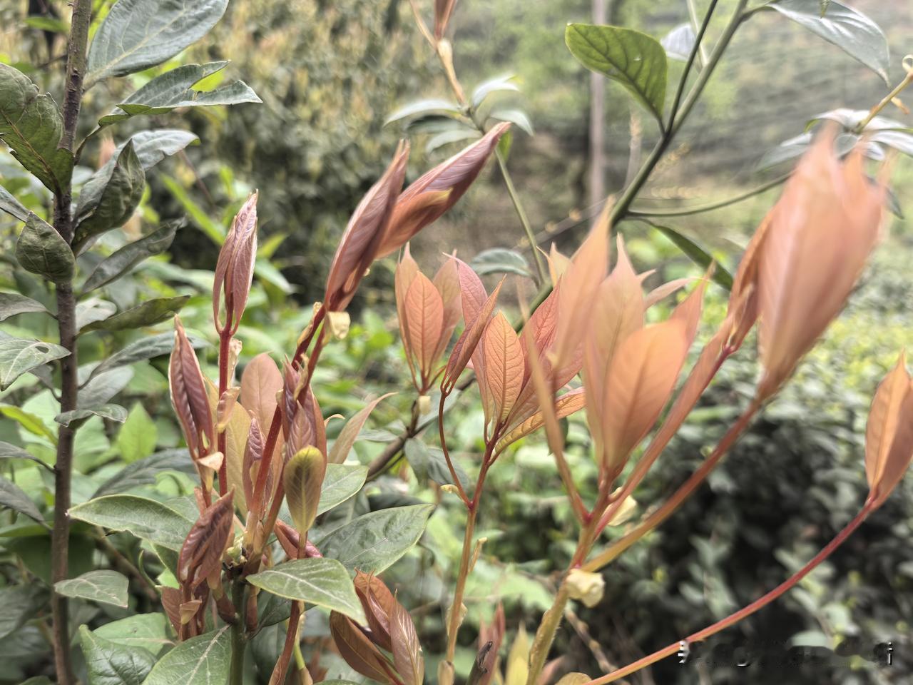 今天星期四，小丫头兴高采烈地研学去了。不但交了230块钱、带了一大包零食一大瓶饮