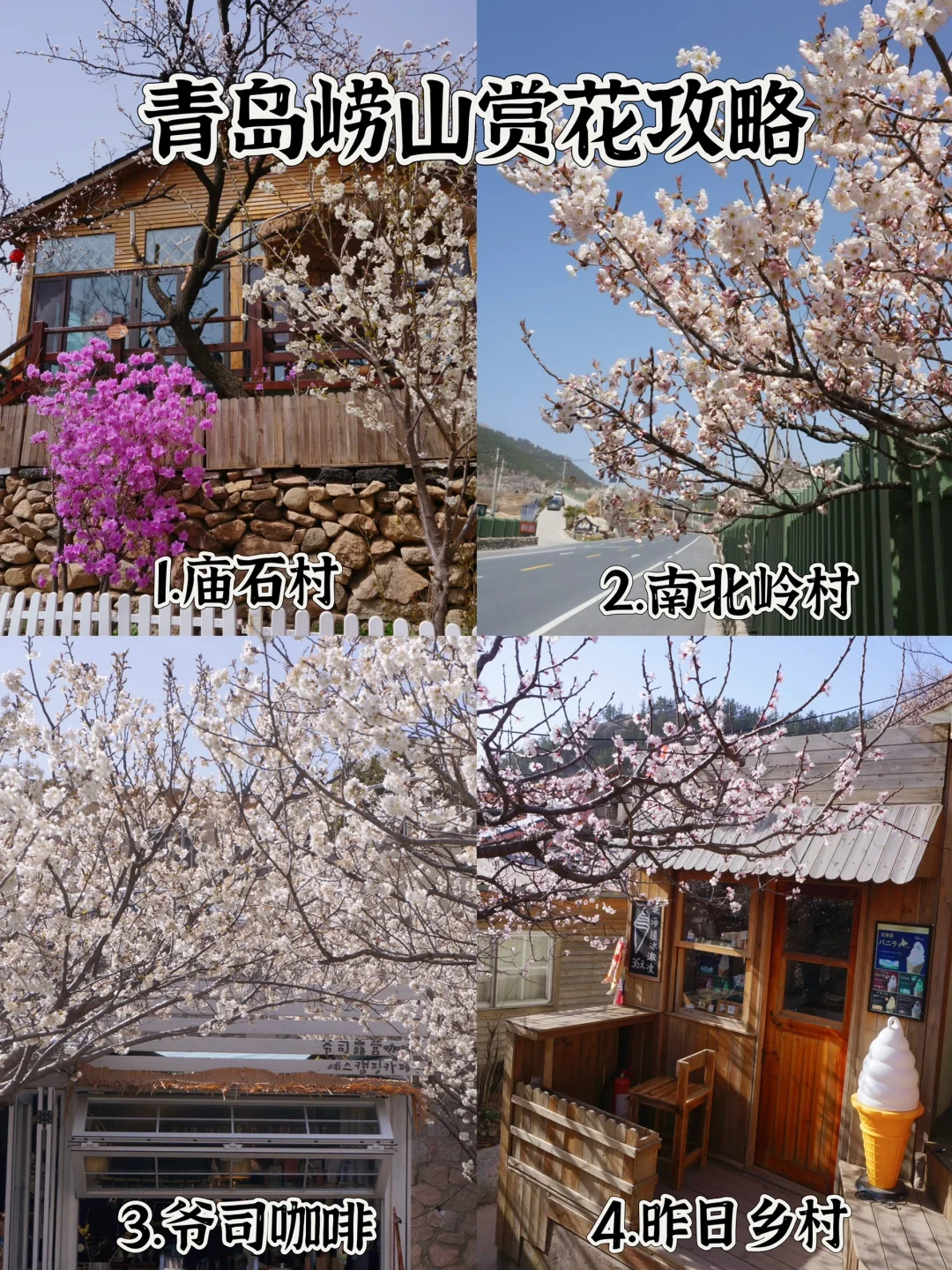 青岛崂山超全赏花攻略！必去这❹个免费赏花地