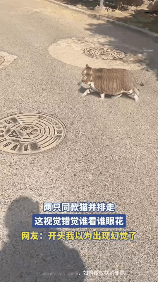 两只同款狸花猫并排走在路上，花纹、毛色、步伐几乎一模一样。

它们挨得极近，从侧