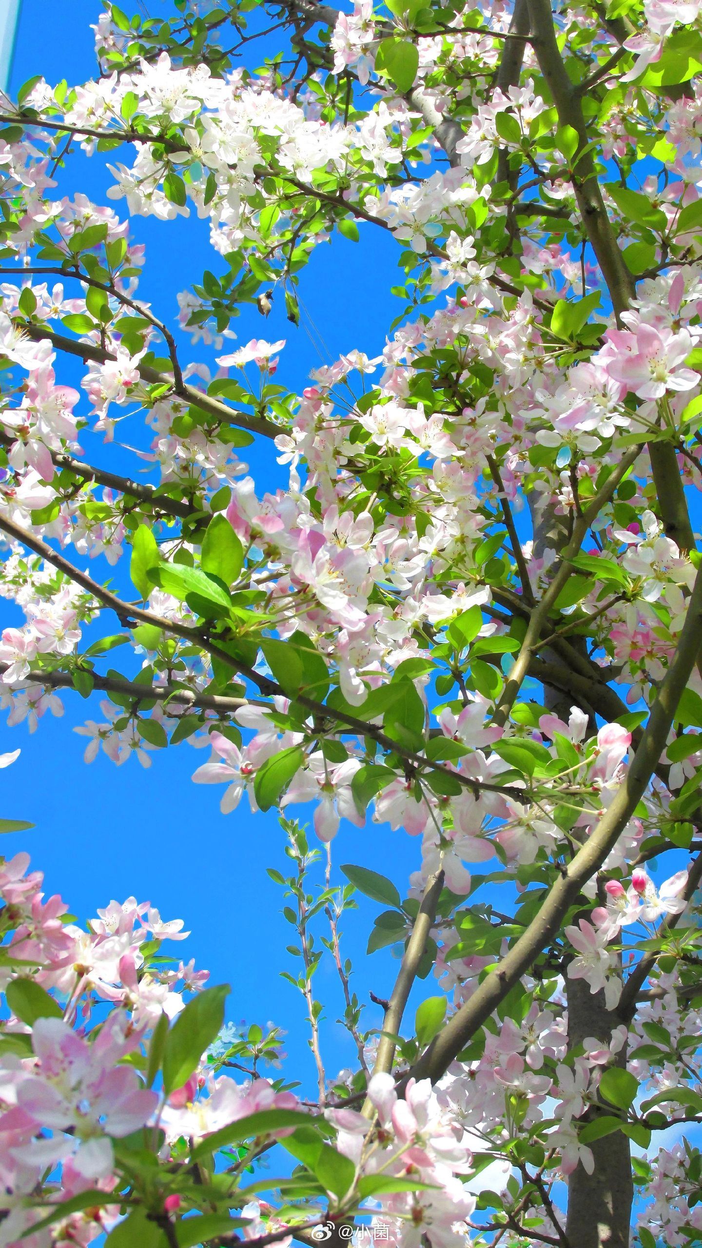 你的瞳色  是我生命苦寻的永生花小菌 早朋友们 