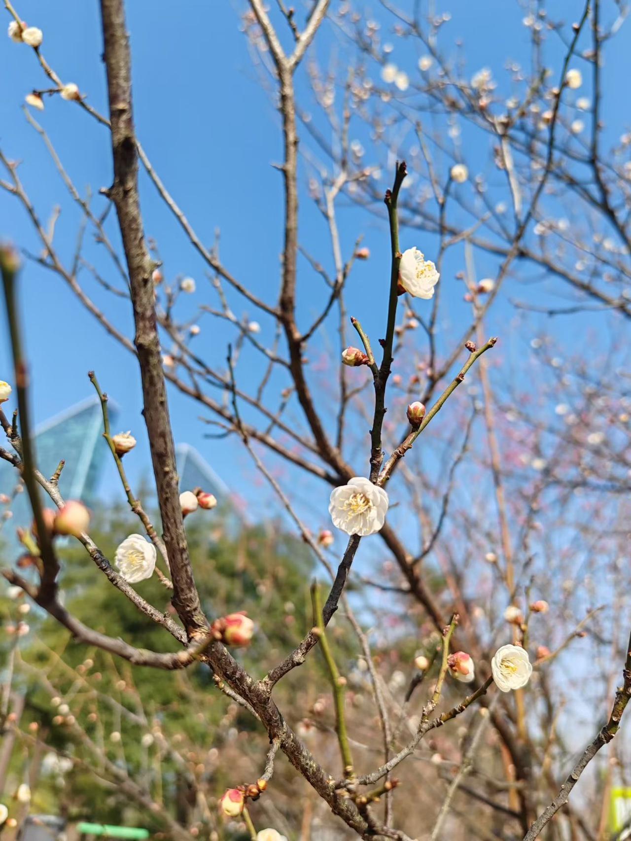 晒图笔记大赛腊梅花开