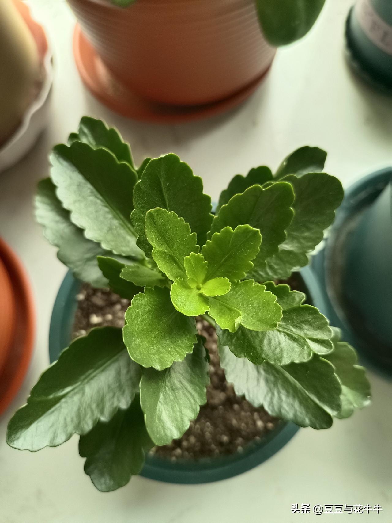 长寿花又到了最难熬的季节，因为6月7月两个月是长寿花能活下来的关键期。今天一早起