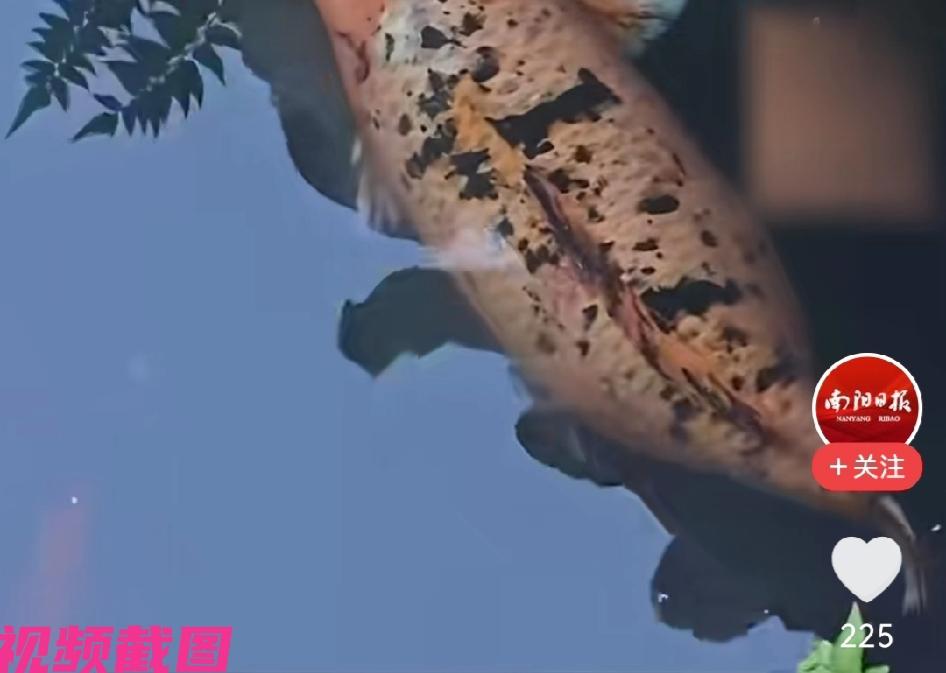 无锡惠山古镇，有天下第二泉的清澈水里游着锦鲤鱼，其中名为小团月的锦鲤因来往游客的