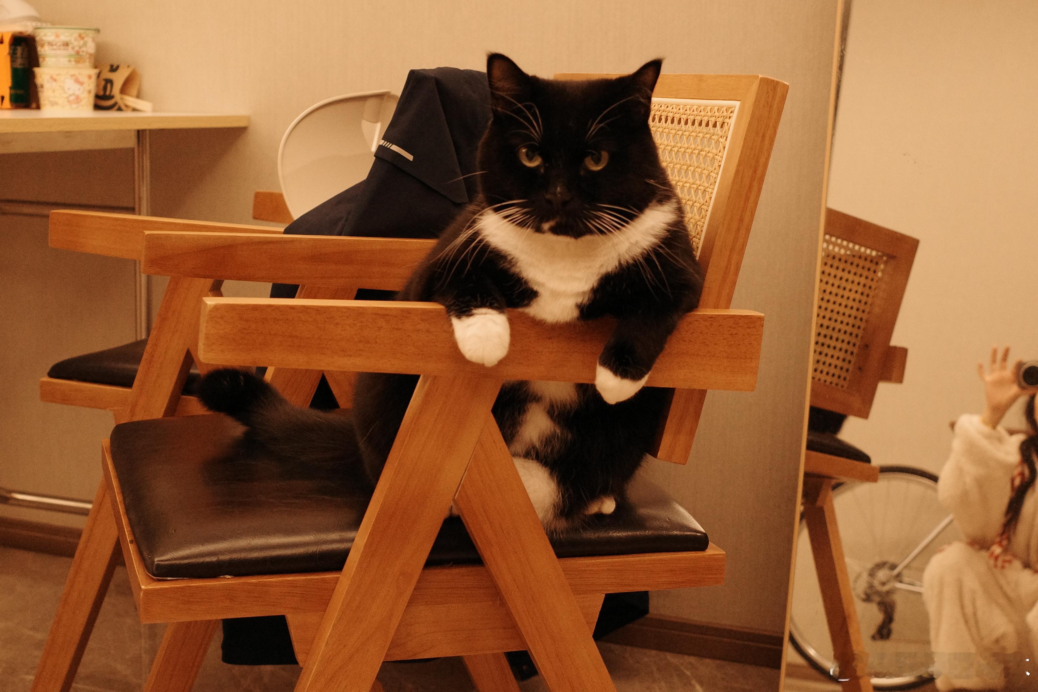 一个很爱坐凳子的喵sir 