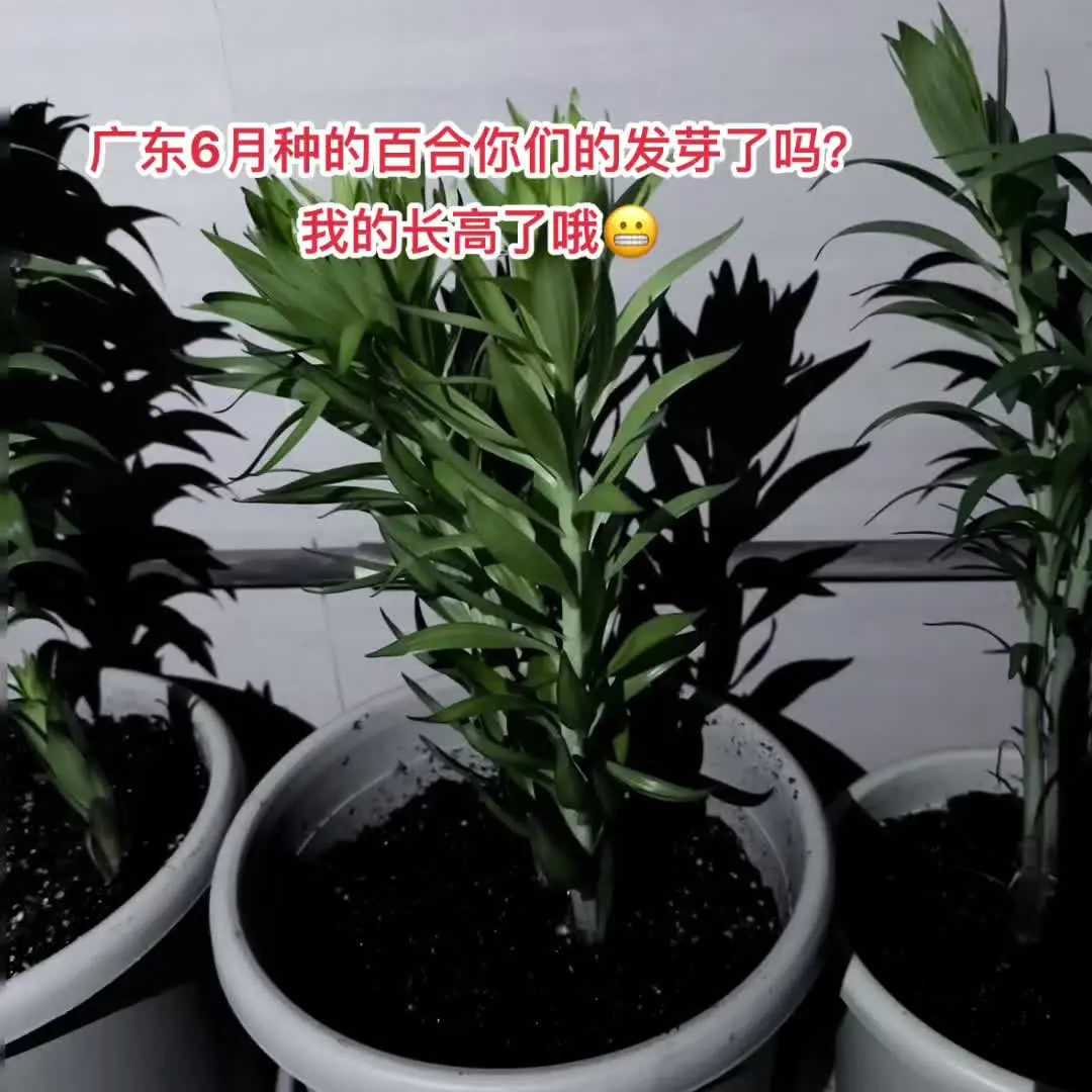 百合花 花友们看看我的百合能开花吗🌼