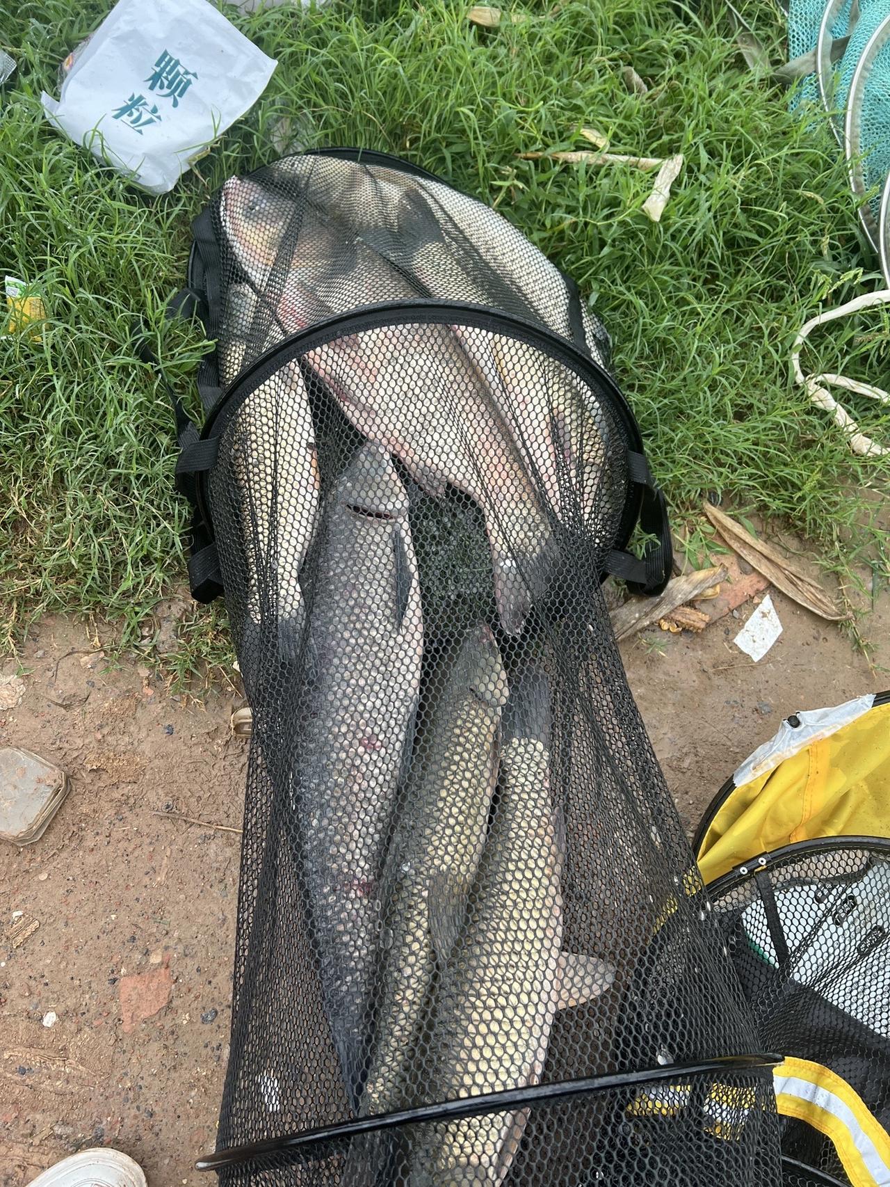 鱼🎣下大了，赶快回家， 一个会钓鱼的房产主播郑州买房 钓鱼 大青鱼