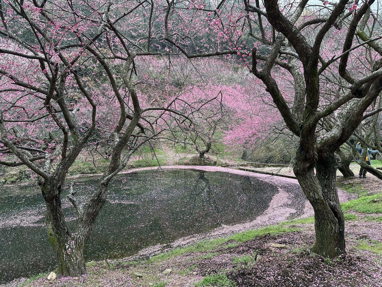 大美中国走进东方梅园！
正是一年好风景，花开时节愿逢君！
江南寻芳，万株红梅开成