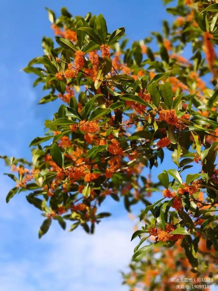 上联：夏雨荷花艳，下联才子请秋风桂子香