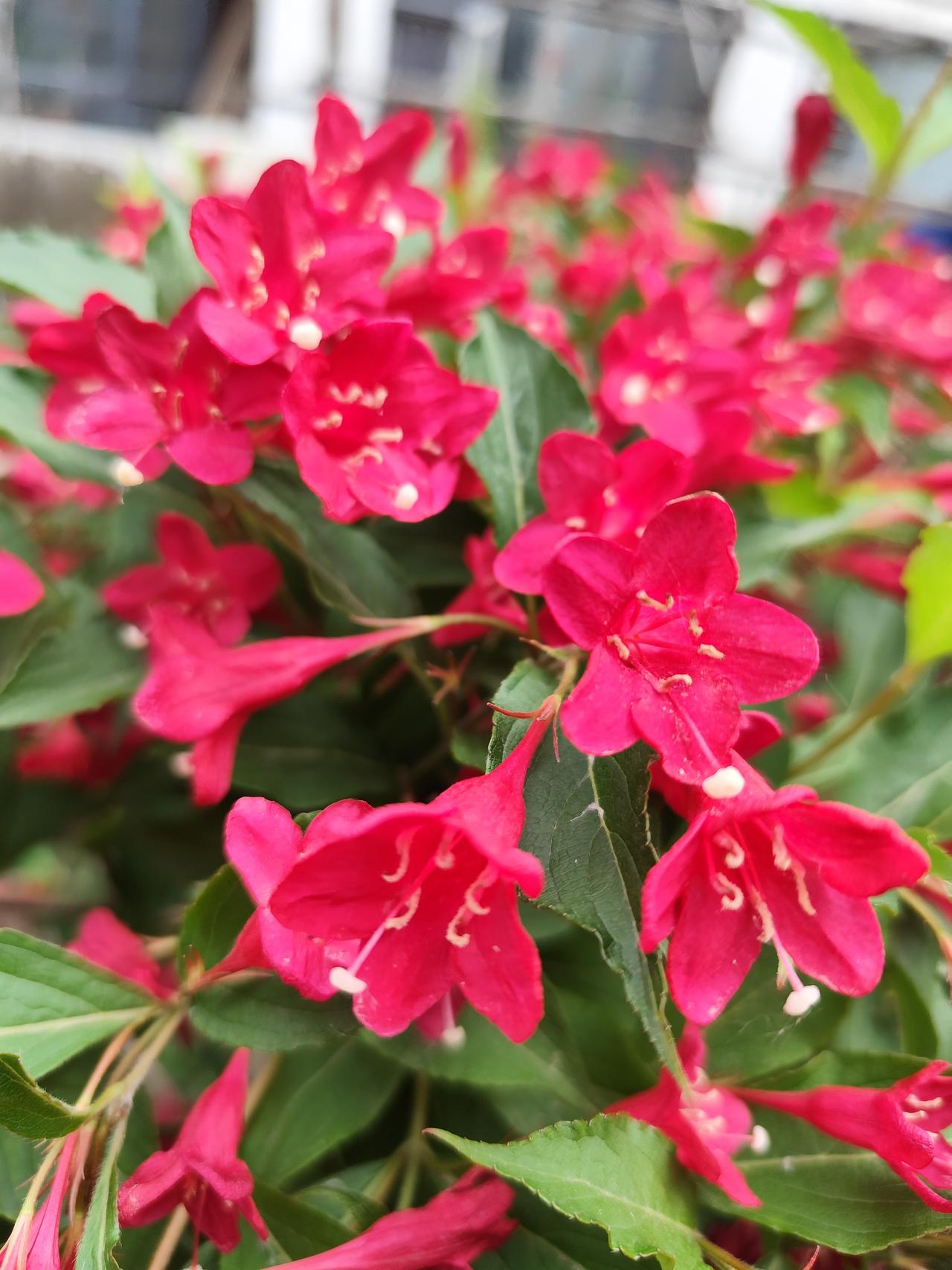 盛开的红王子锦带花
    夏日时节，红王子锦带花开了，火红的颜色，密集的花朵，