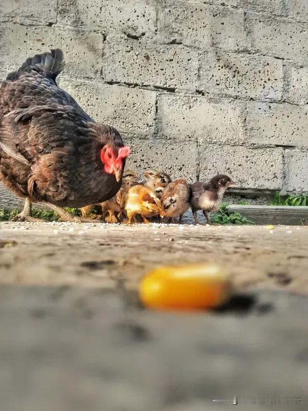 养孩子的最终目的是什么 养孩子的最终目的，真不是为了实现自己未竟的梦。好多家长把