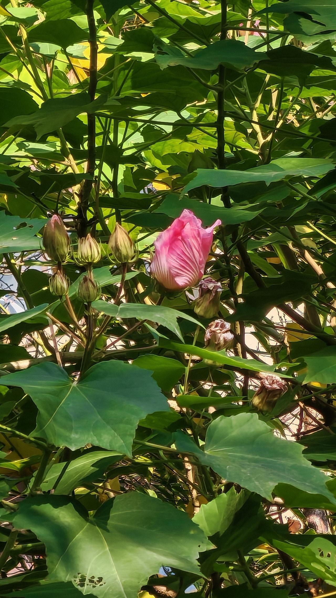 兜兜转转，我成了老人。
在包子铺打工快一个月了，感觉还可以，和同事们相处的还不错