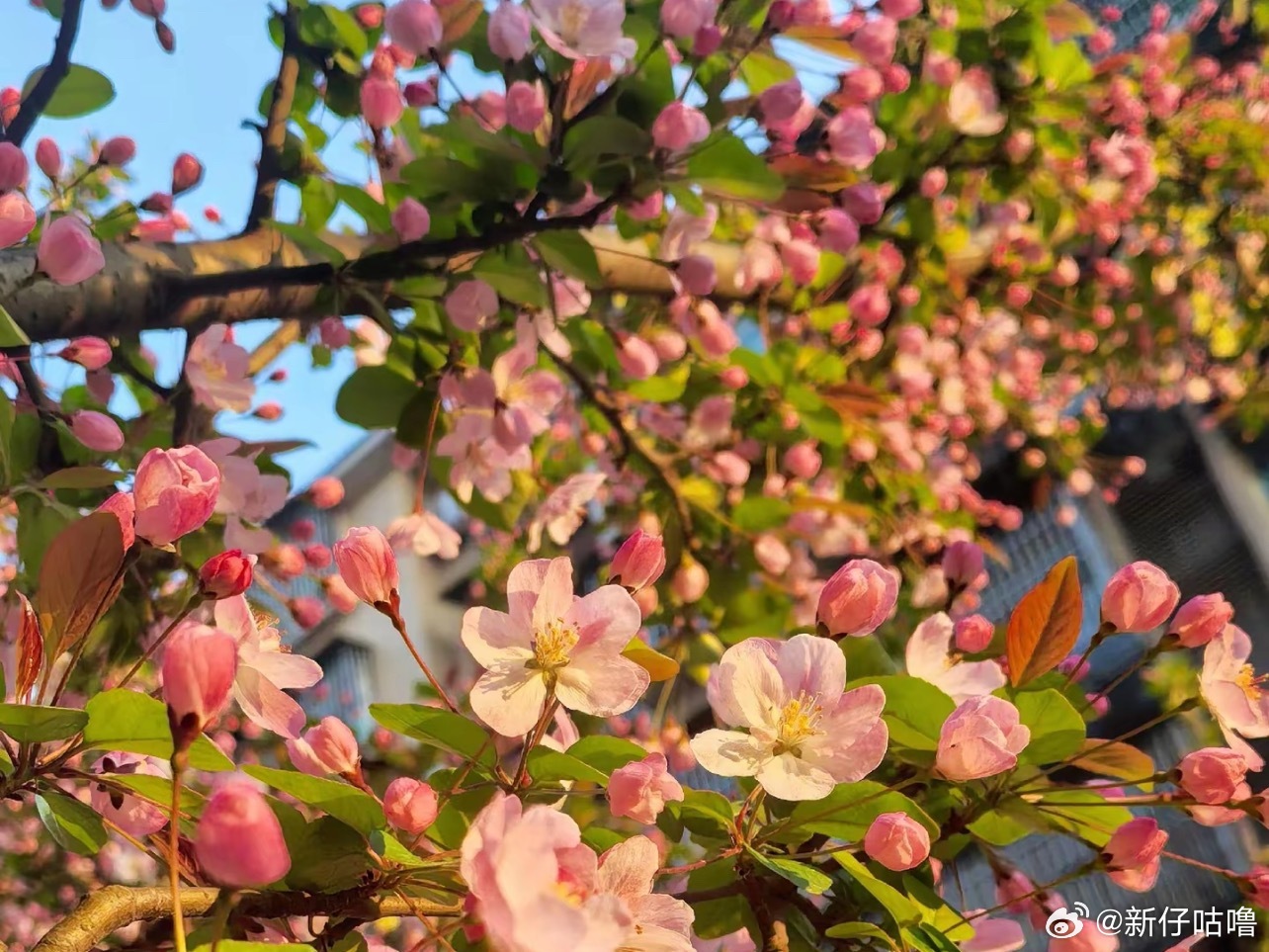 谁能拒绝春天的太阳啊，武装的像个养蜂人也要出门，去拥抱风，拥抱太阳，拥抱一整个温
