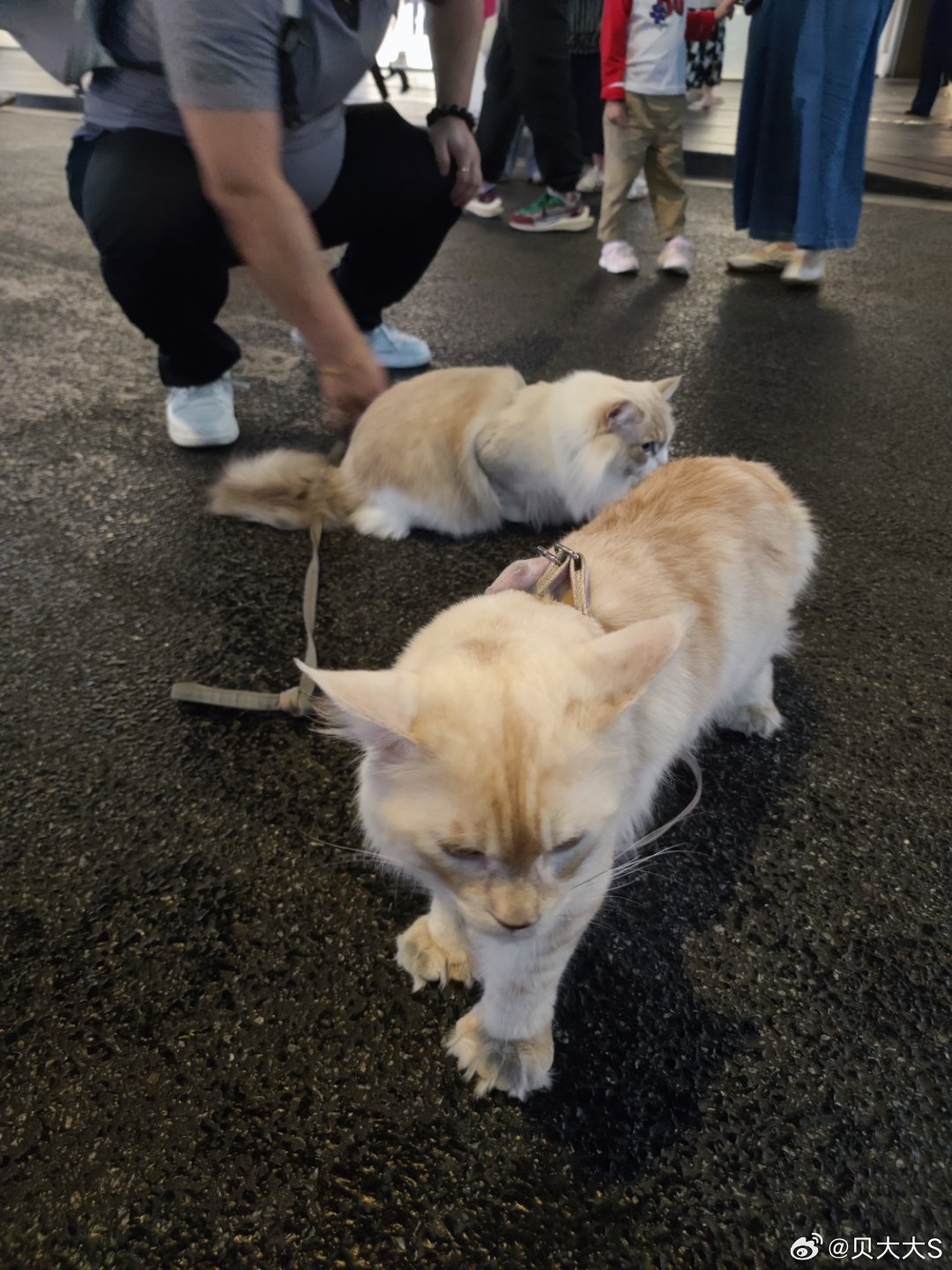 小胖猫  ​​​