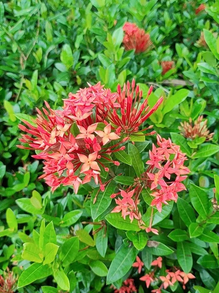 雨中的花草，宛如被大自然精心雕琢的艺术品。7月13日，受台风“巴威”外围云系影响