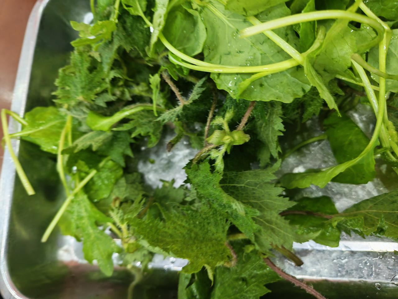 【镇雄人吃的火麻】云南镇雄人在煮豆子火锅时，爱煮一种野菜吃——火麻！
   这东