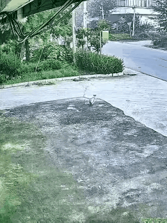 动物造成的车祸如何赔偿，大家说说如何处理。