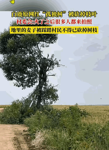 西安的“网红树”，本是一棵长在麦田里的树，因为吸引了大量游客前来打卡，成为了网红