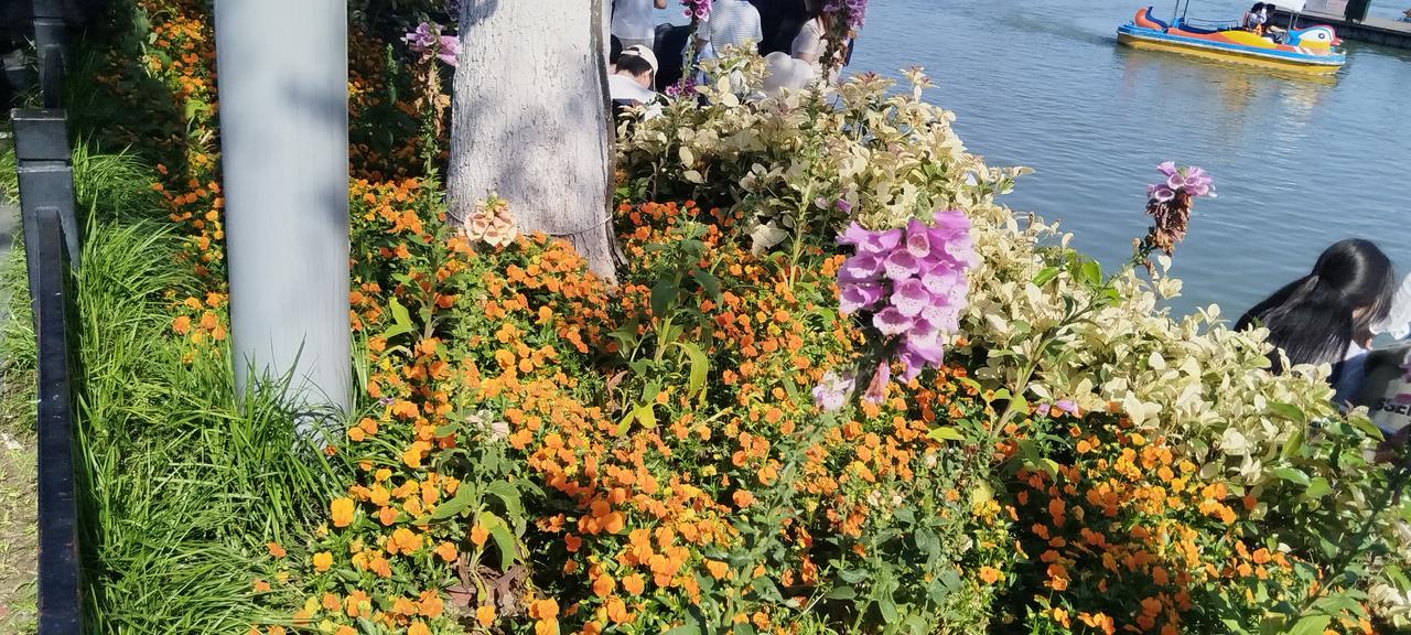 随手一拍分享最美的花