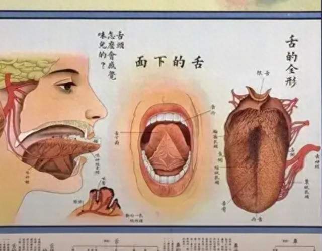 练了3年臀桥骨盆还是歪的，问题居然出在舌头上