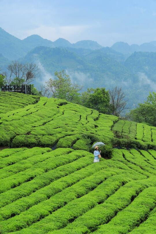 被国家地理评为人间仙境❗️恩施旅游后劲太大