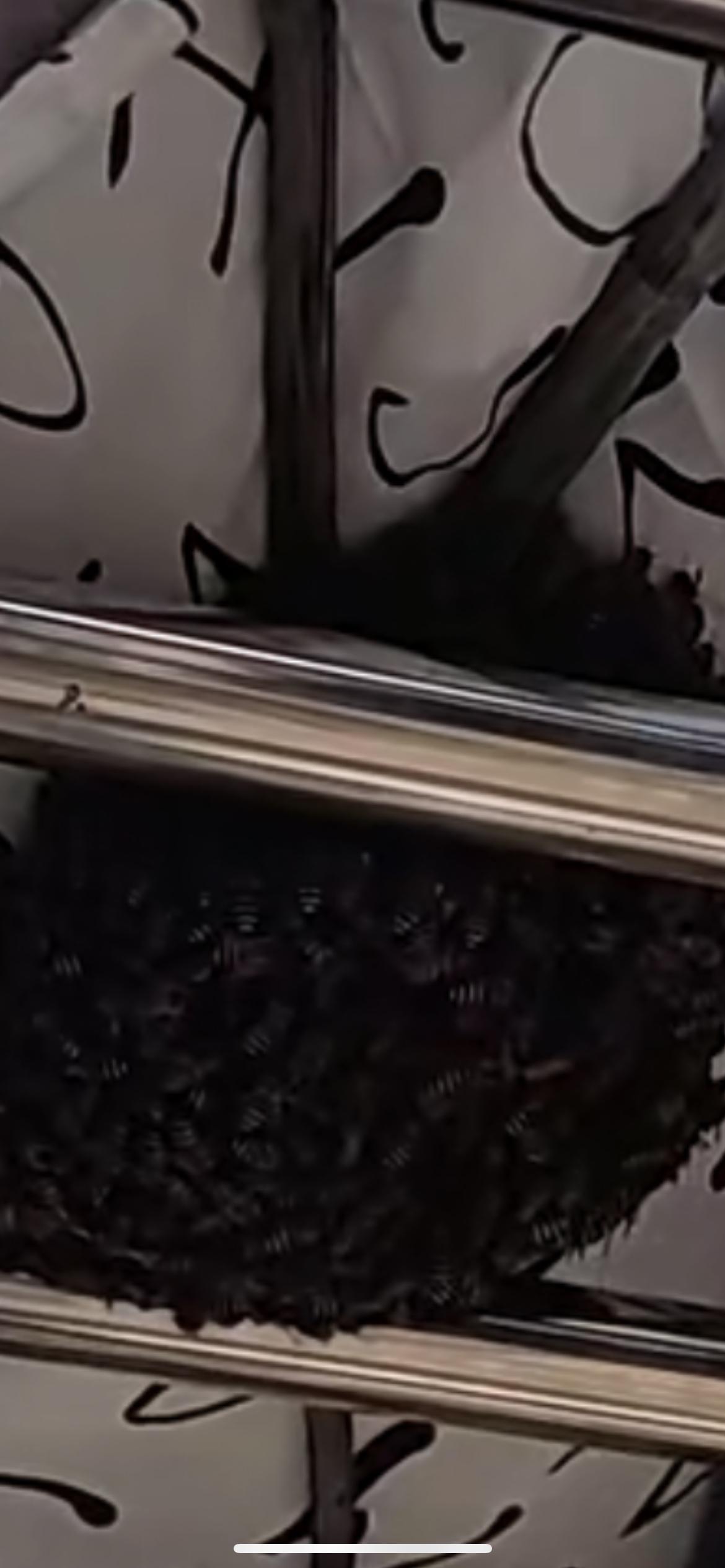 3月14日广州，广东东莞市一女子在天台晒枕头竟集结一群蜜蜂 ，枕头变“蜂巢” 养