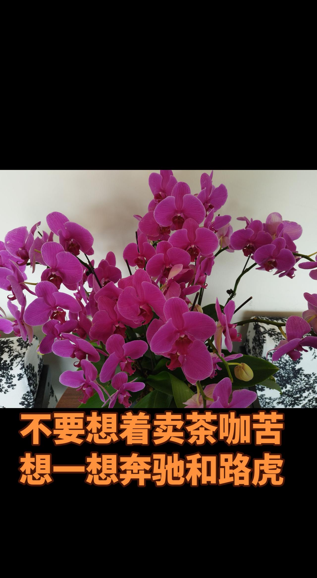 晒出你拍的花朵