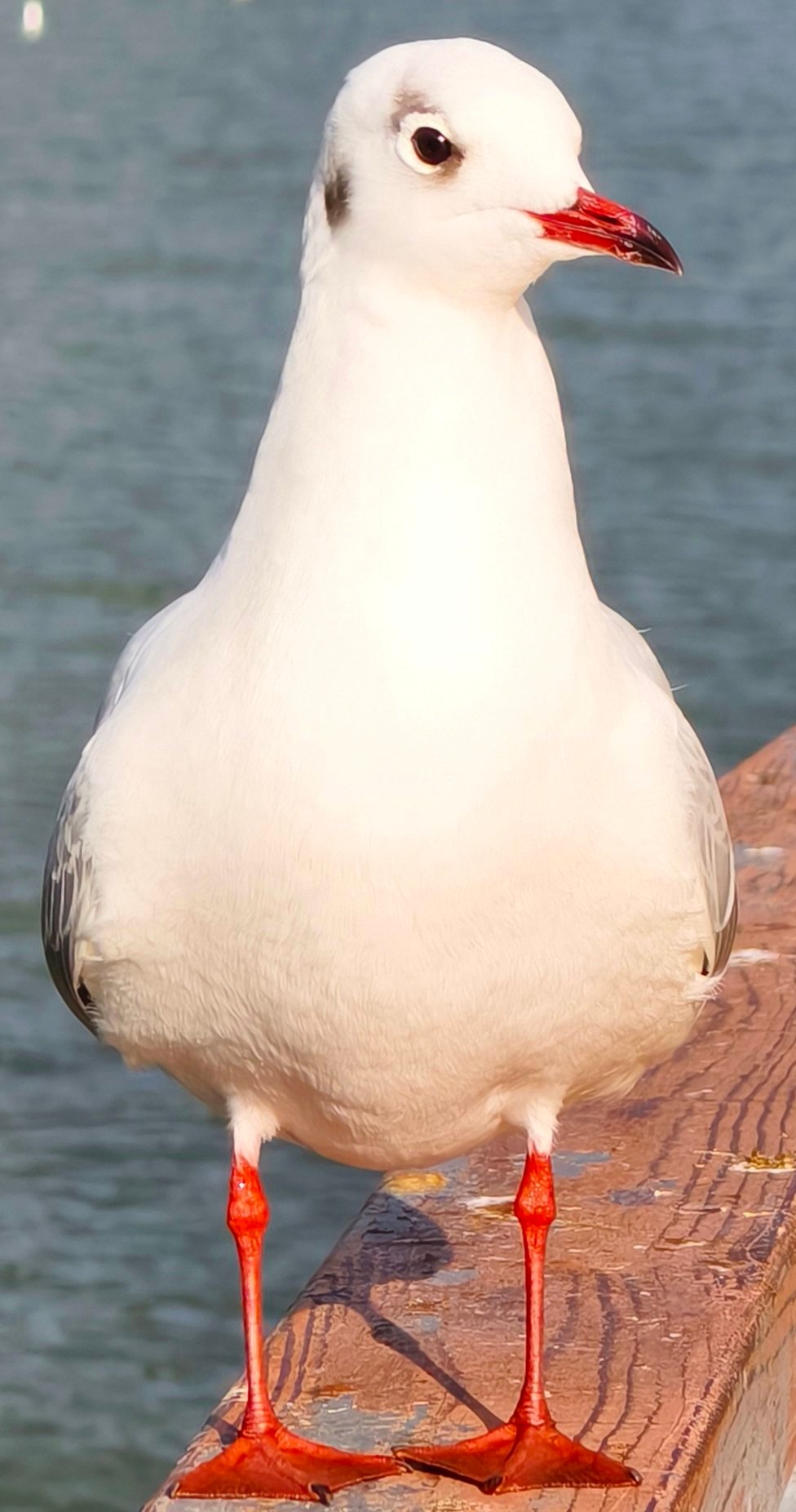 昆明的海鸥已经吃出油肚了 昆明·南滇池国家湿地公园