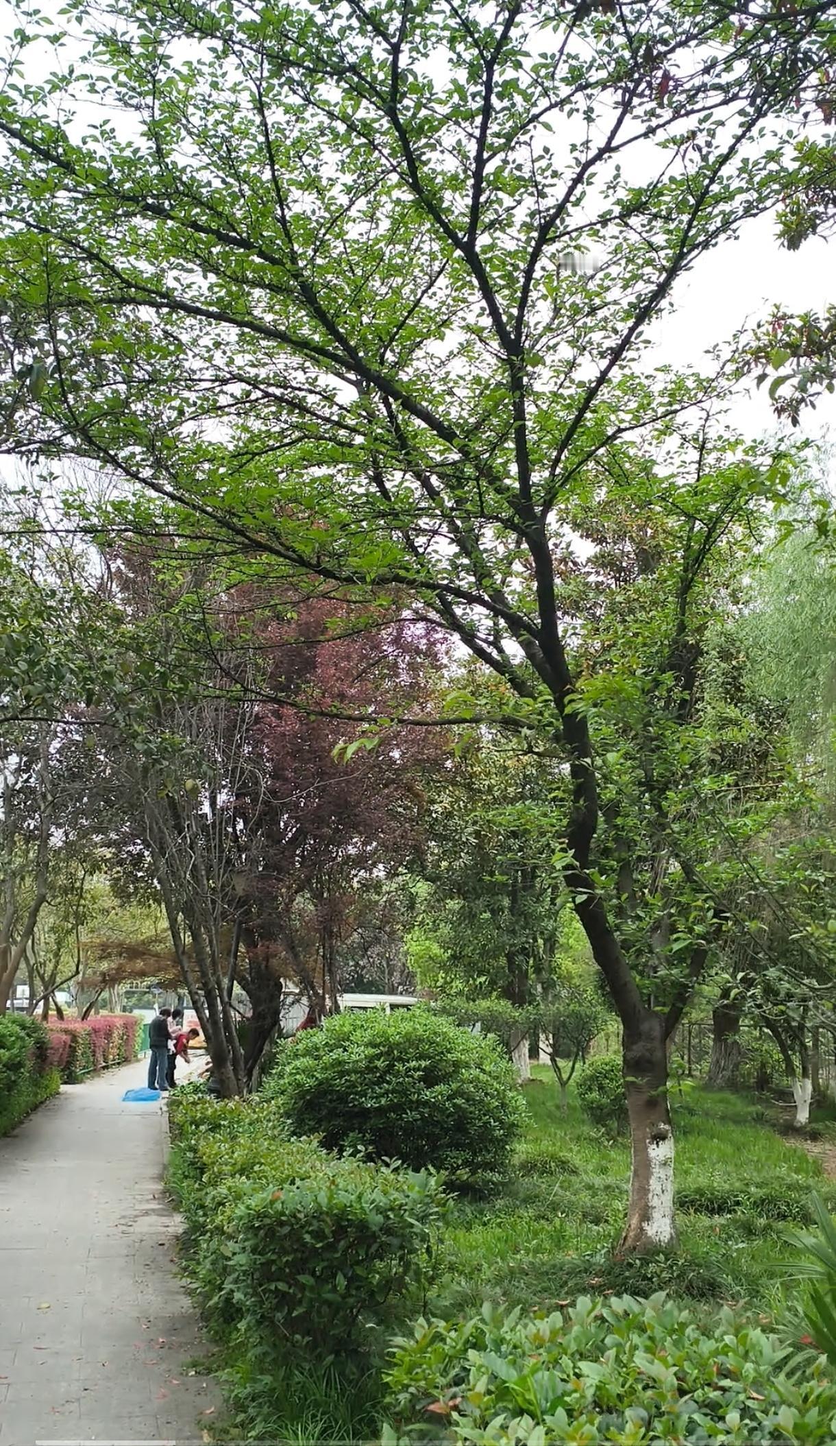 于是，老两口又开始围着孙子转。每天早起给孙子做营养早餐，送他上学，下午再接回来辅