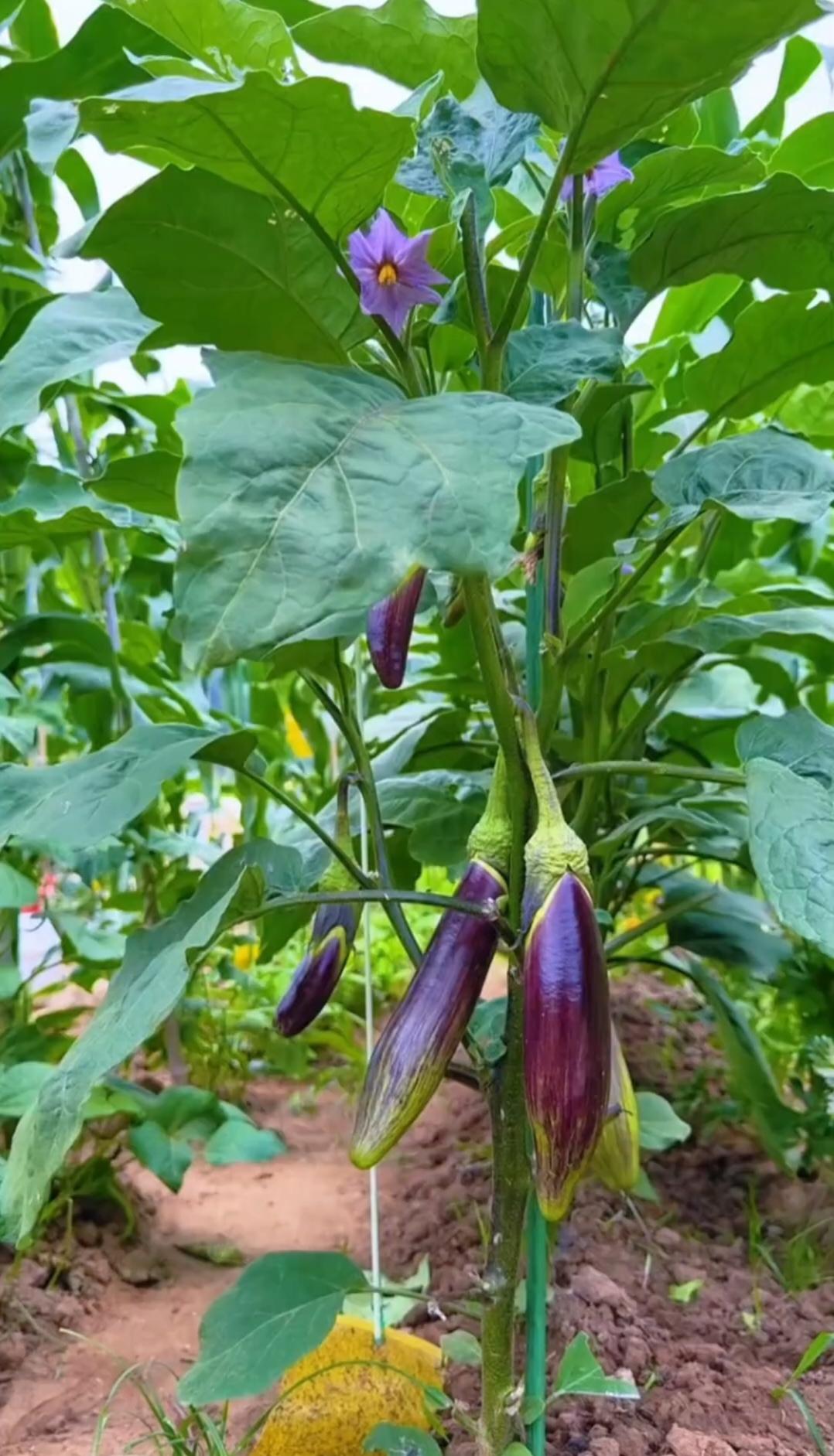 翠绿枝叶间挂着油亮紫茄子，淡紫小花静静绽放，菜园满是蓬勃鲜活的田园生机。