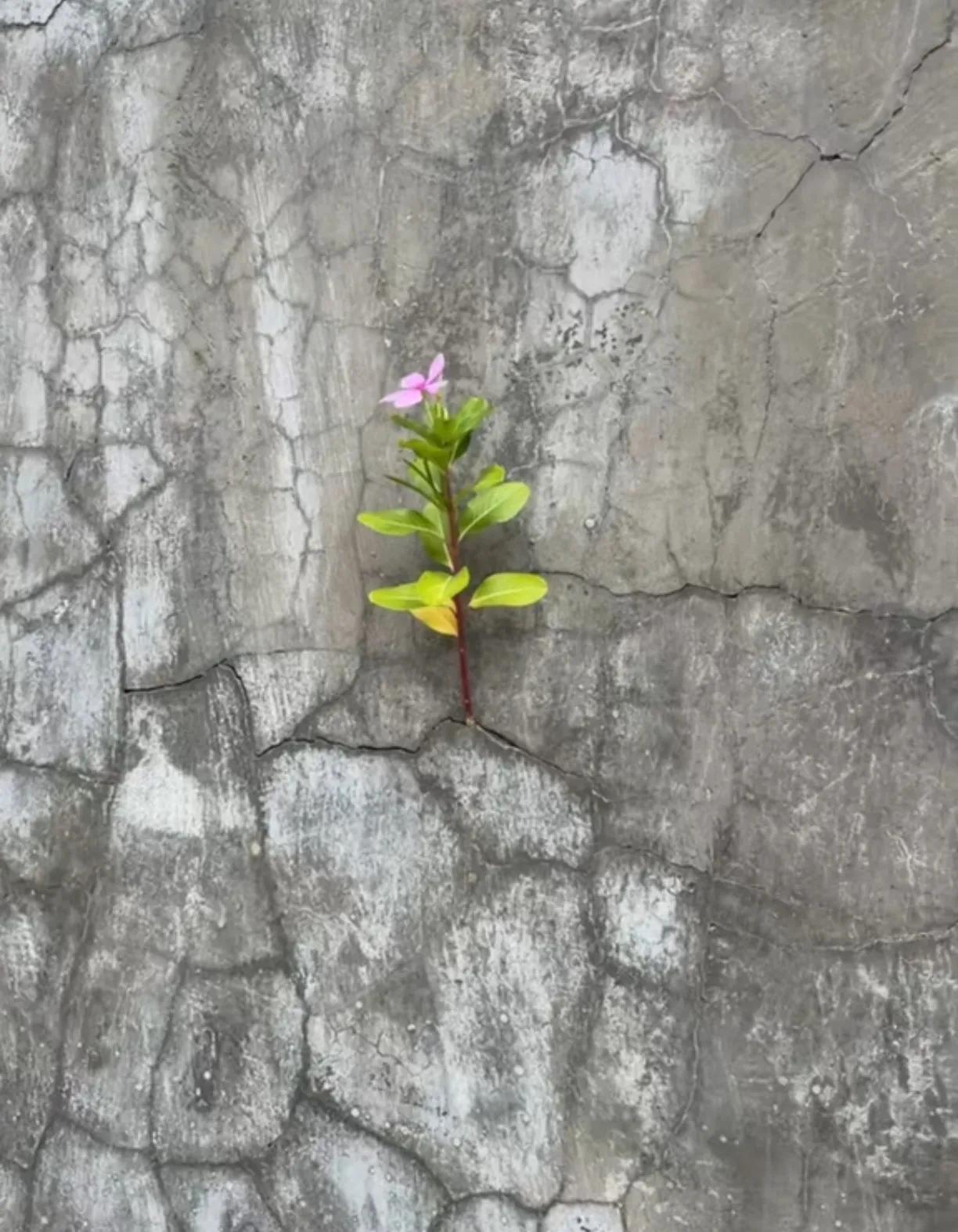苔花如米小，也学牡丹开！
你就骄傲地尽情绽放着吧！
[祈祷][祈祷][祈祷]