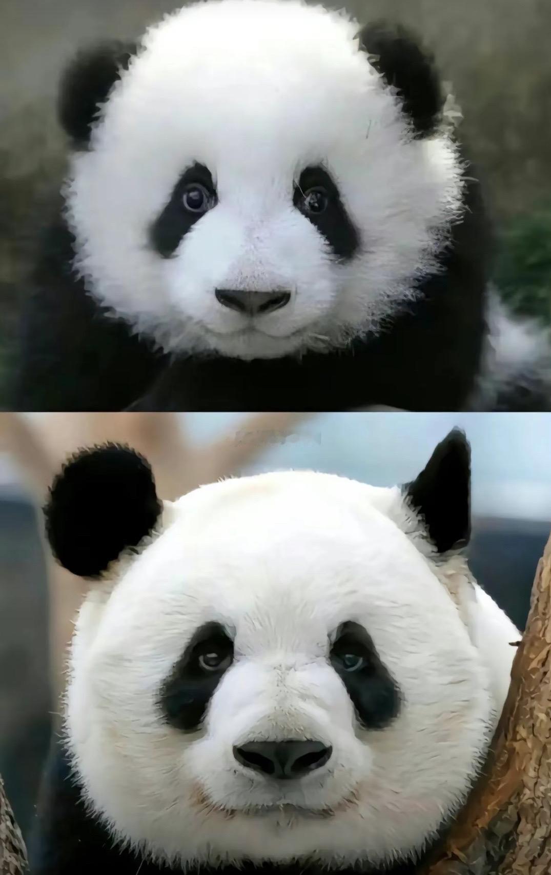 大熊猫萌兰 谁懂么么儿这张照片对亲妈粉的含金量 ​​​
