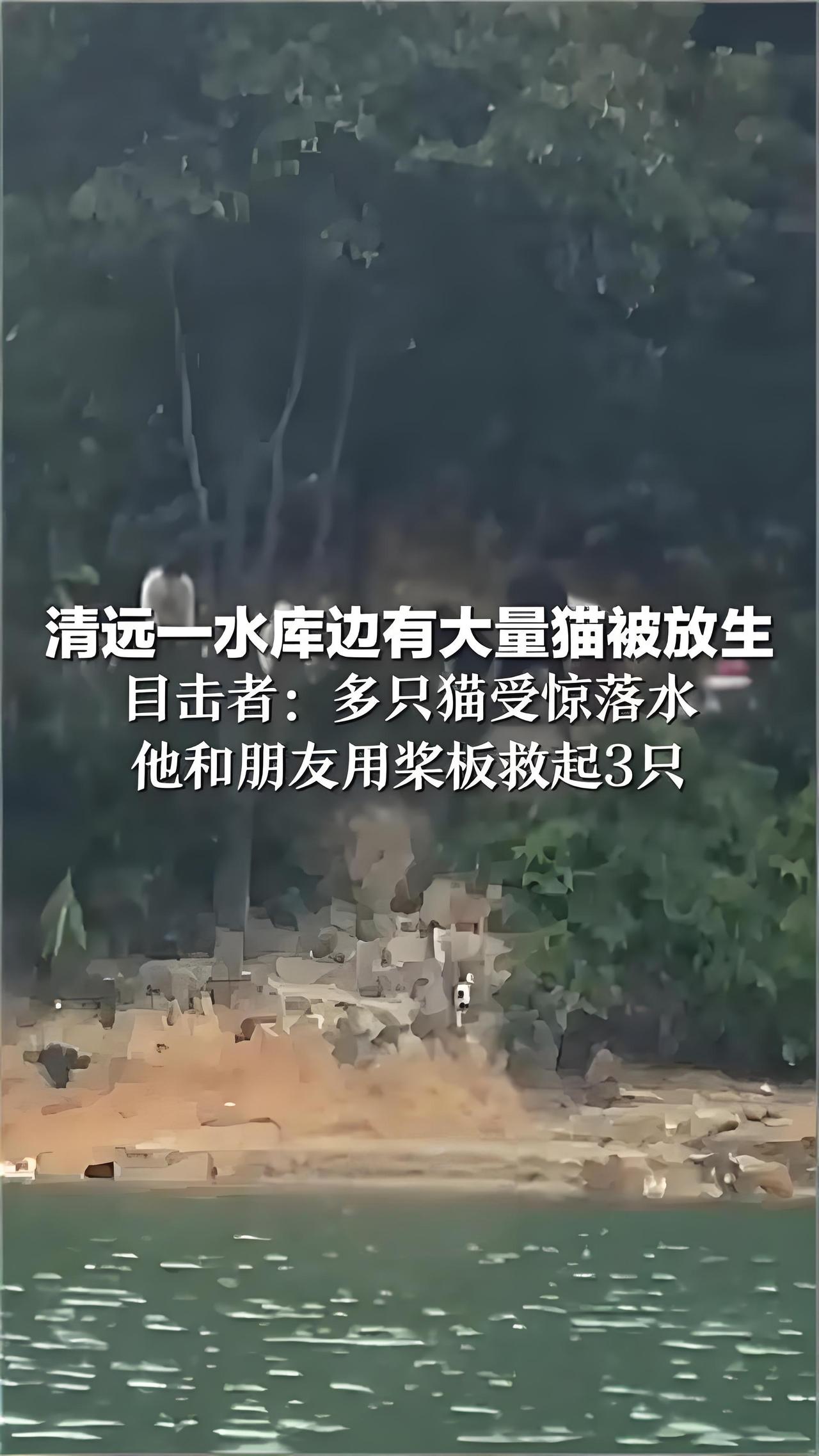 这哪是行善，分明是害命

11月1日，广东清远迎咀水库（饮用水源一级保护区），约