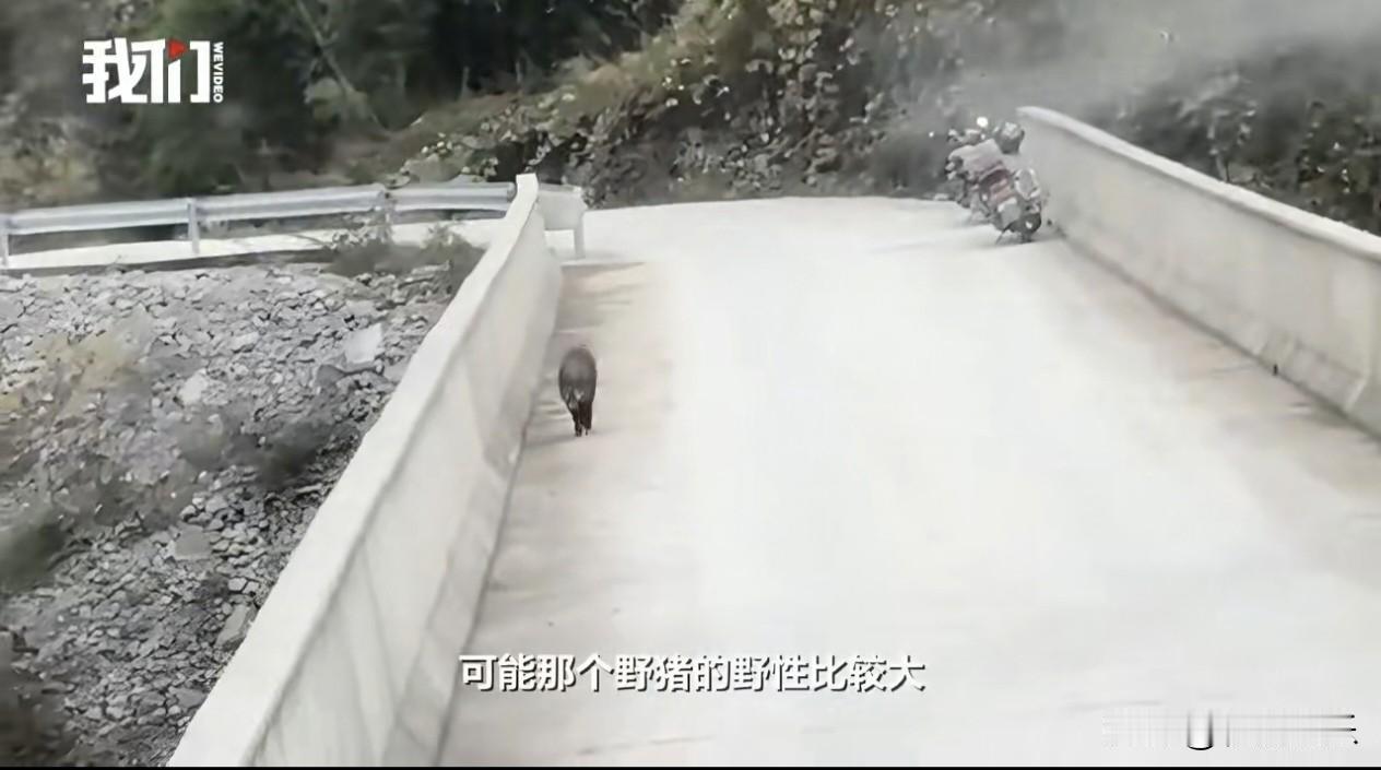 重庆一野猪被车惊吓跳桥身亡，村民深埋处理

二十多米高的桥上，一头野猪在车辆前后
