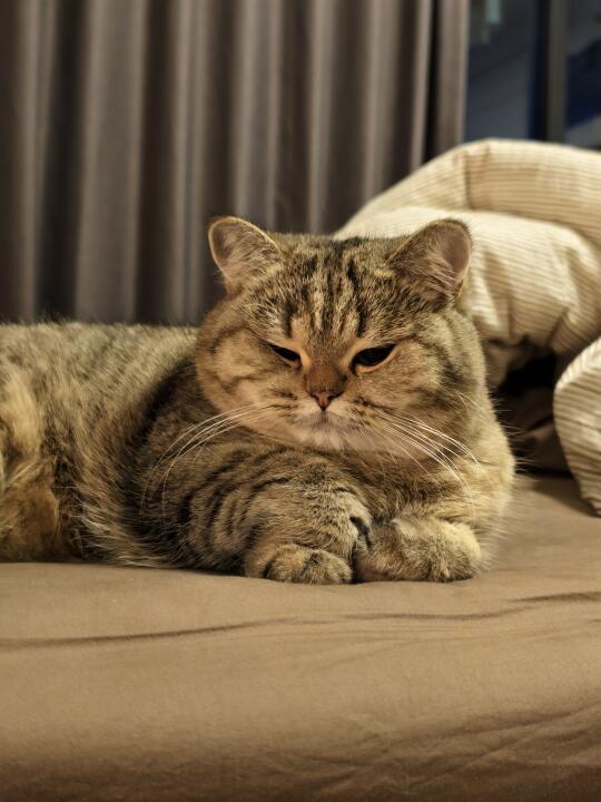 来三根猫条 咪罩着你🍖🍖🍖