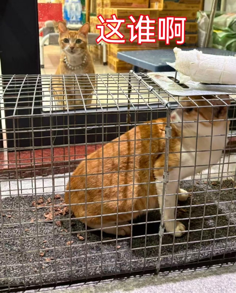 阿胖： 今晚救的这个妹妹颜色和我有点像呢流浪猫猫咪 深圳·ommo cafe
