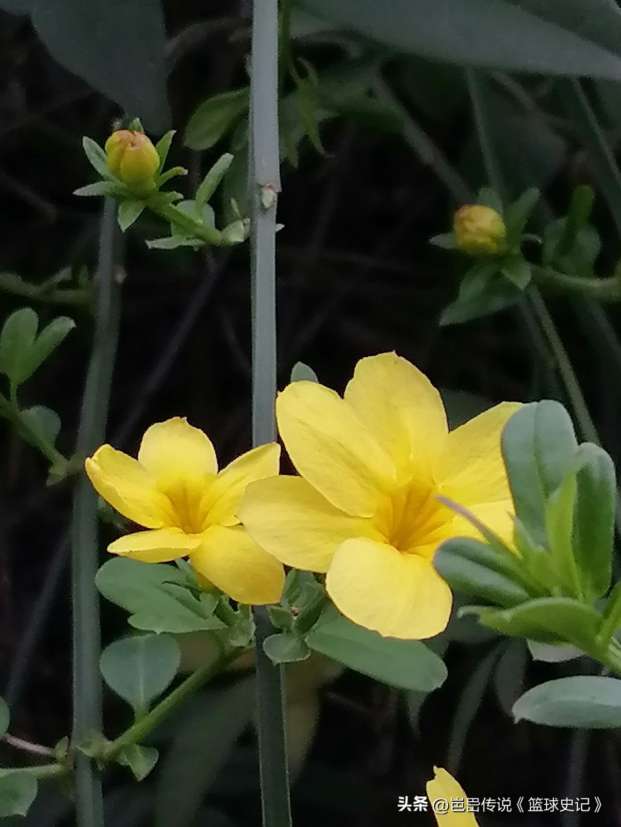 分享一张拍的花