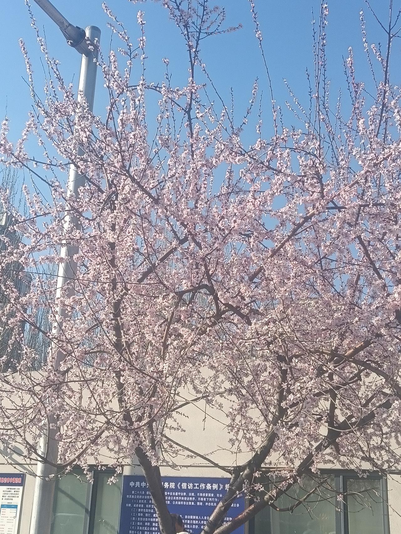 清明节气，尽管还冷飕飕的，但市府路的荆桃也开花了，这是每年最早开放的花。
   