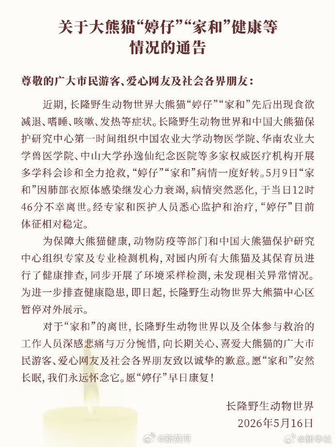 【#长隆通报大熊猫家和与婷仔现状# 】近日，广州长隆野生动物世界，大熊猫“家和”