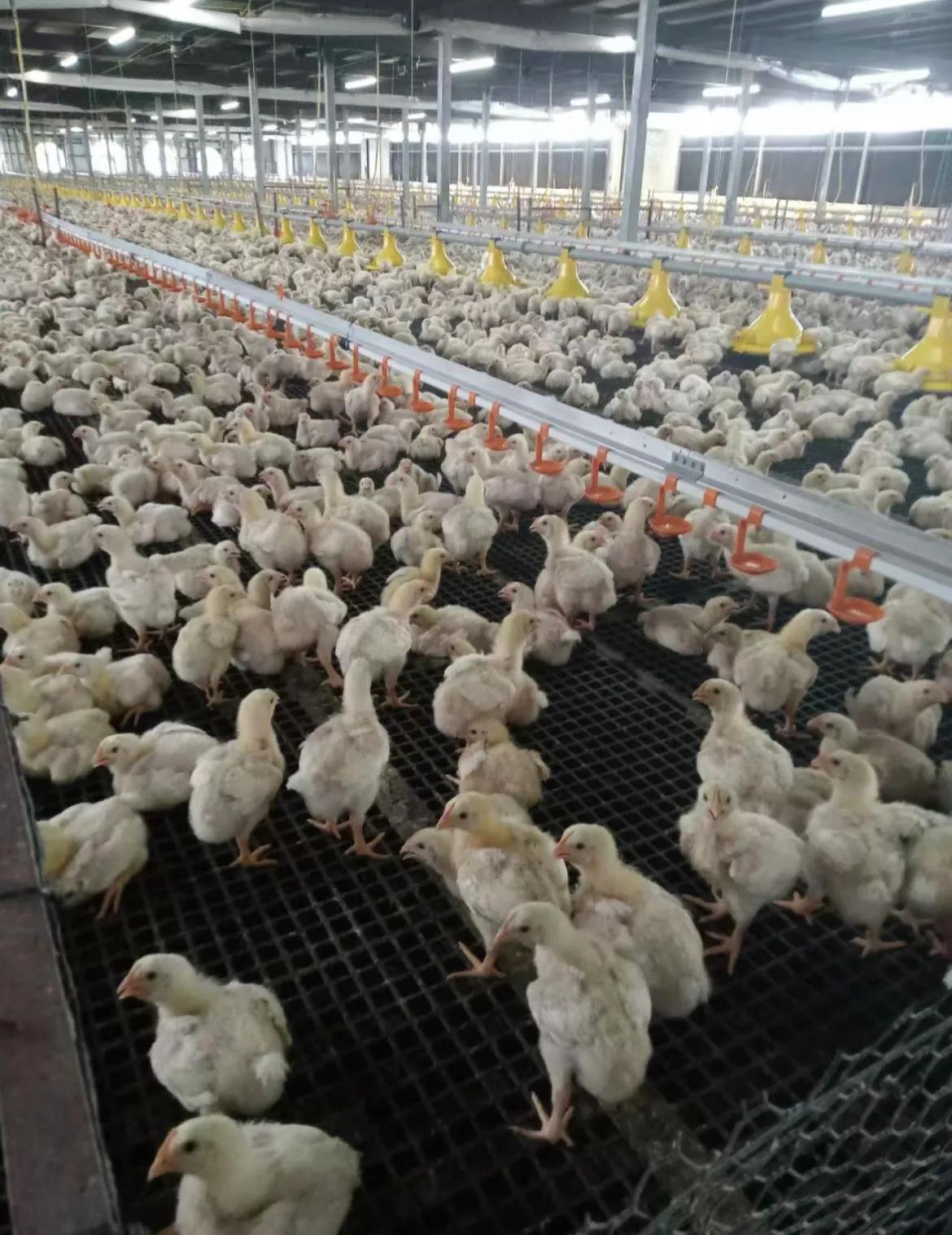表弟在养殖场干过一段时间，提醒叫我们尽量少吃鸡鸭肉，鸡鸭从幼苗到出栏，也走不了几