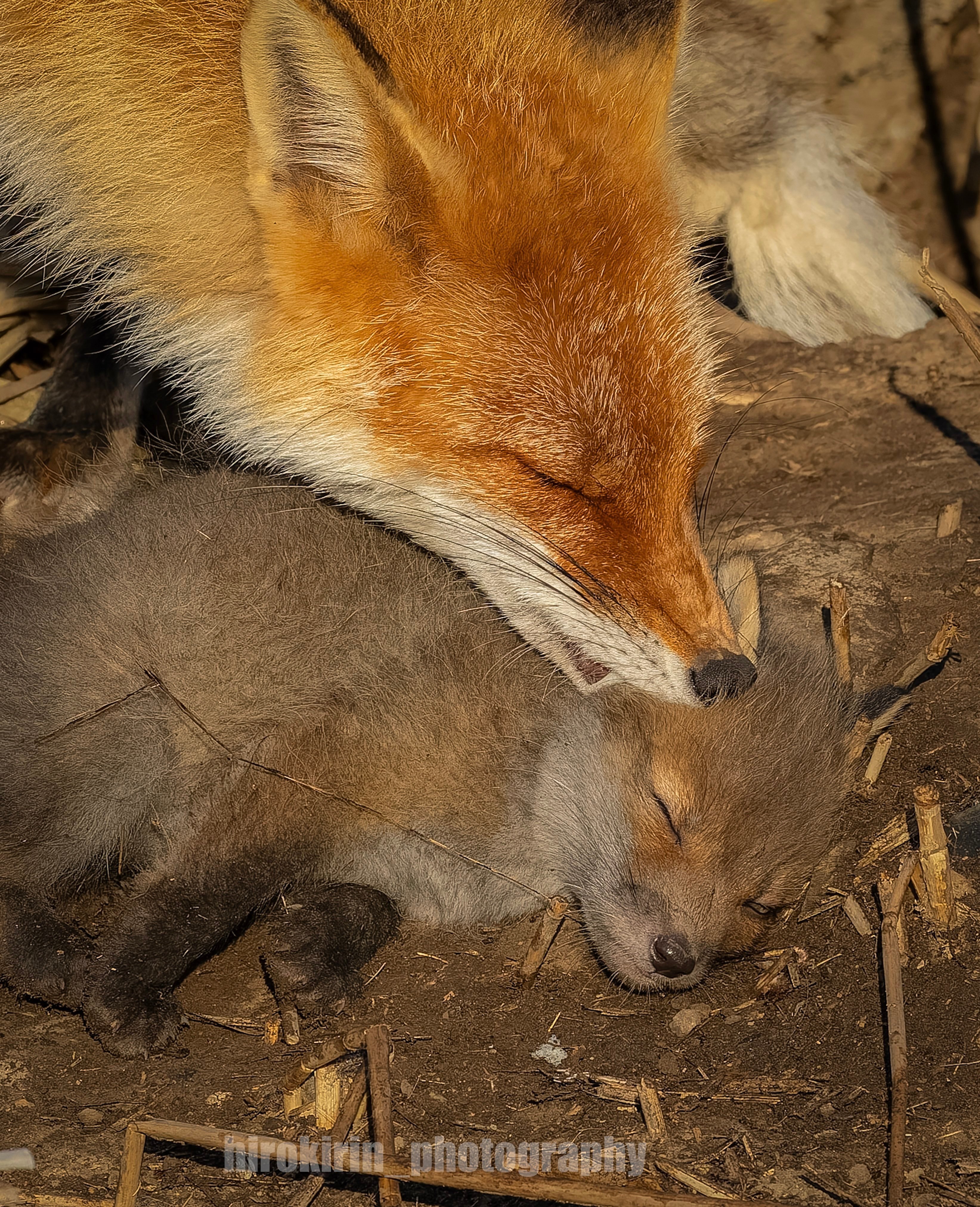 狐狸[超话] 妈妈的轻咬🦊💕被孩子任其摆布的表情治愈了🤍©️hirokir