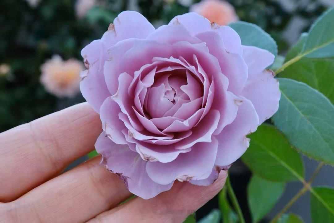 乖妈每日拍🌹 