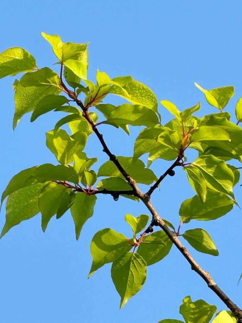 上联：春风抚绿叶；

（图片来自网络）