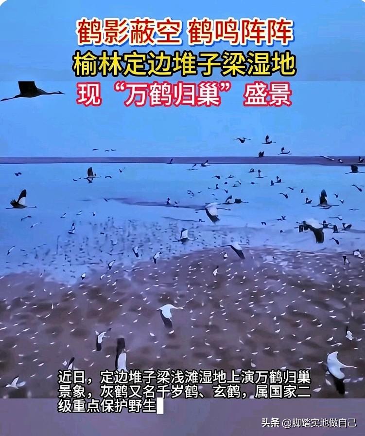 榆林定边太牛了！生态治理开挂，候鸟扎堆来安家🔥
 
榆林定边现在太厉害了，一直