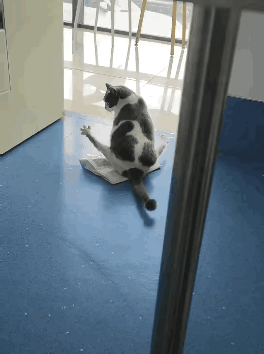 图1：猫咪是几个意思啊？它想干什么呢？