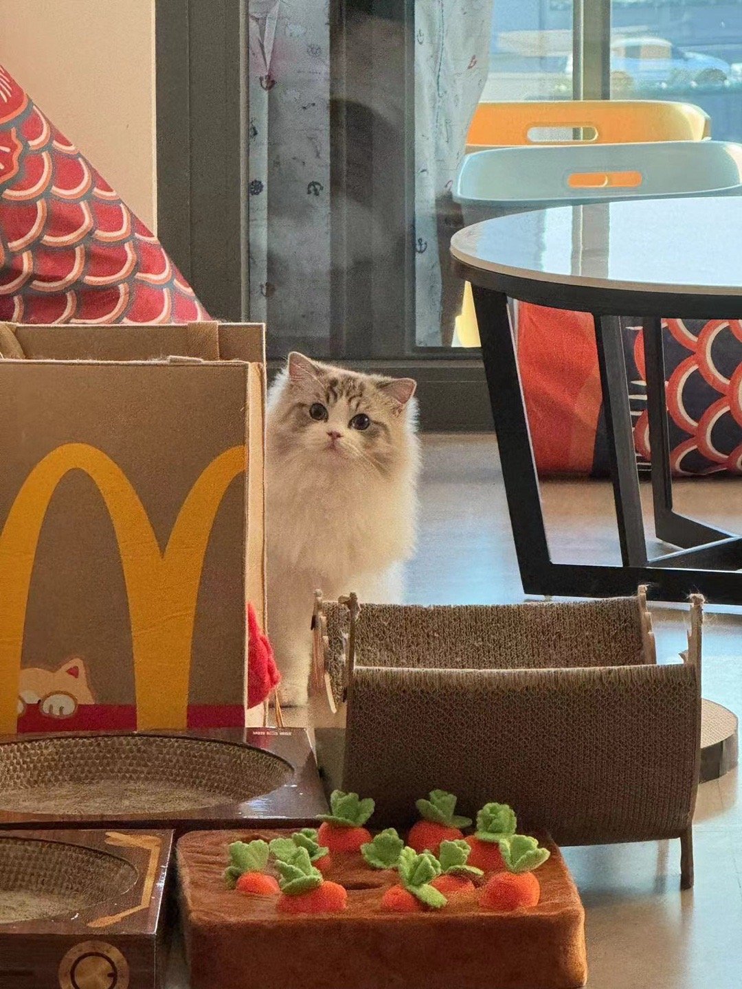 真的羡慕我的猫，这辈子吃过最大的苦大概就是从猫舍到新家这段路了[允悲]（家长） 